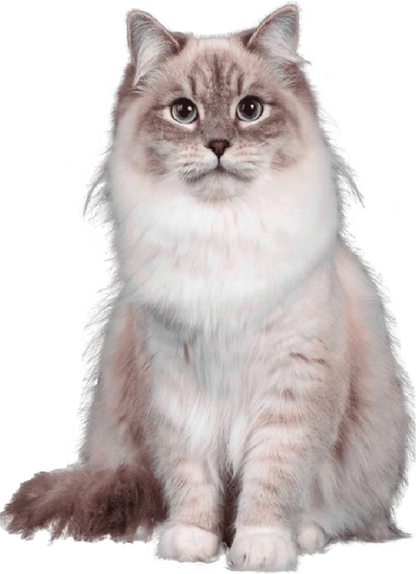 gato