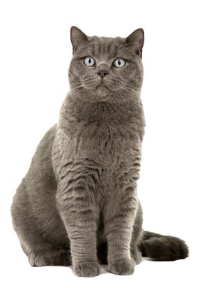 gato